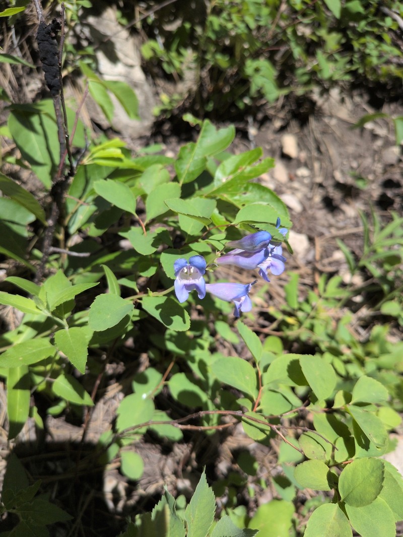 Penstemon glaber var. glaber photo 5