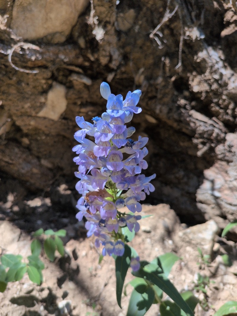 Penstemon glaber var. glaber photo 6