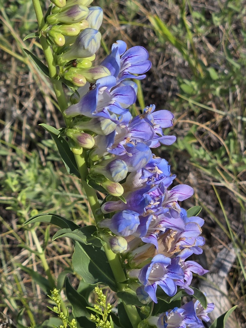 Penstemon glaber var. glaber photo 8