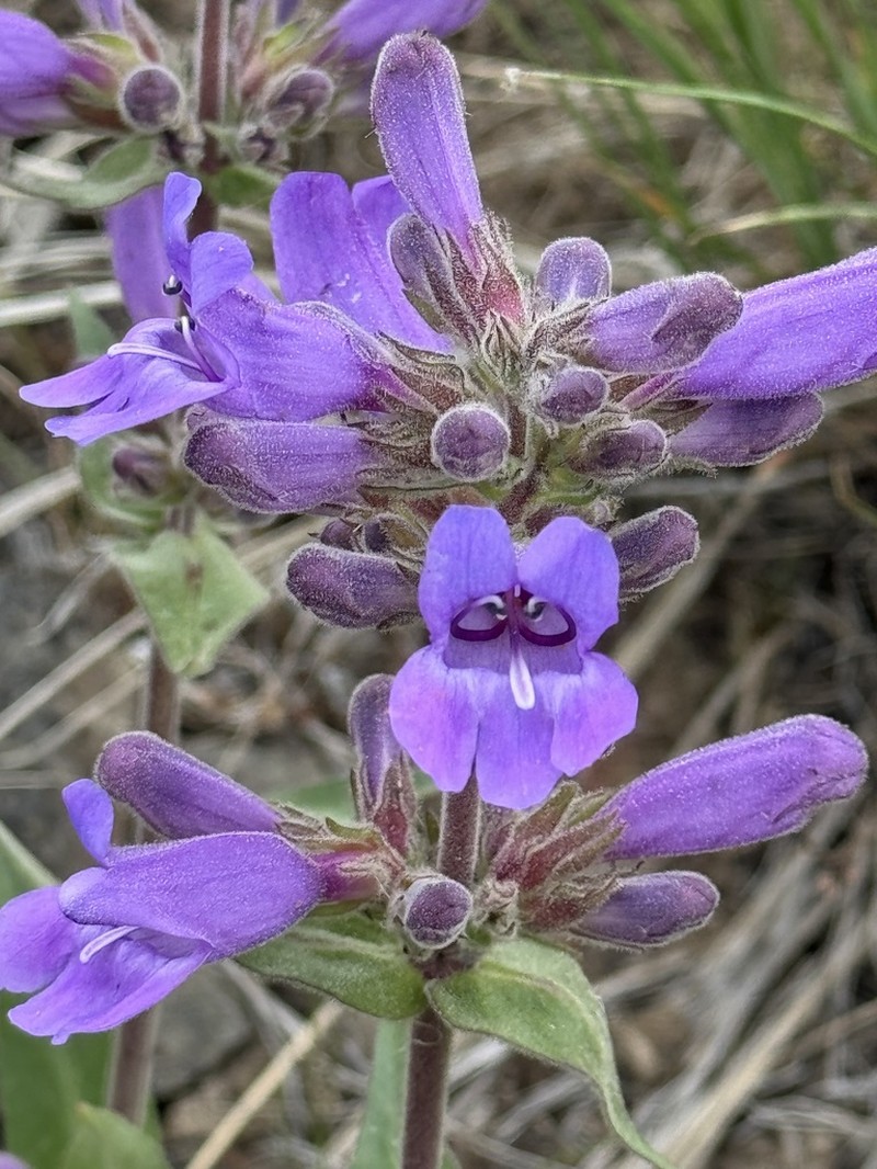 Stickystem Penstemon