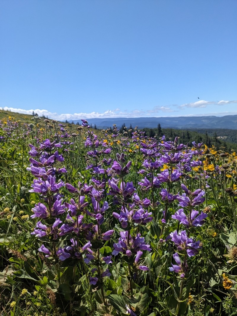 Stickystem Penstemon photo 2