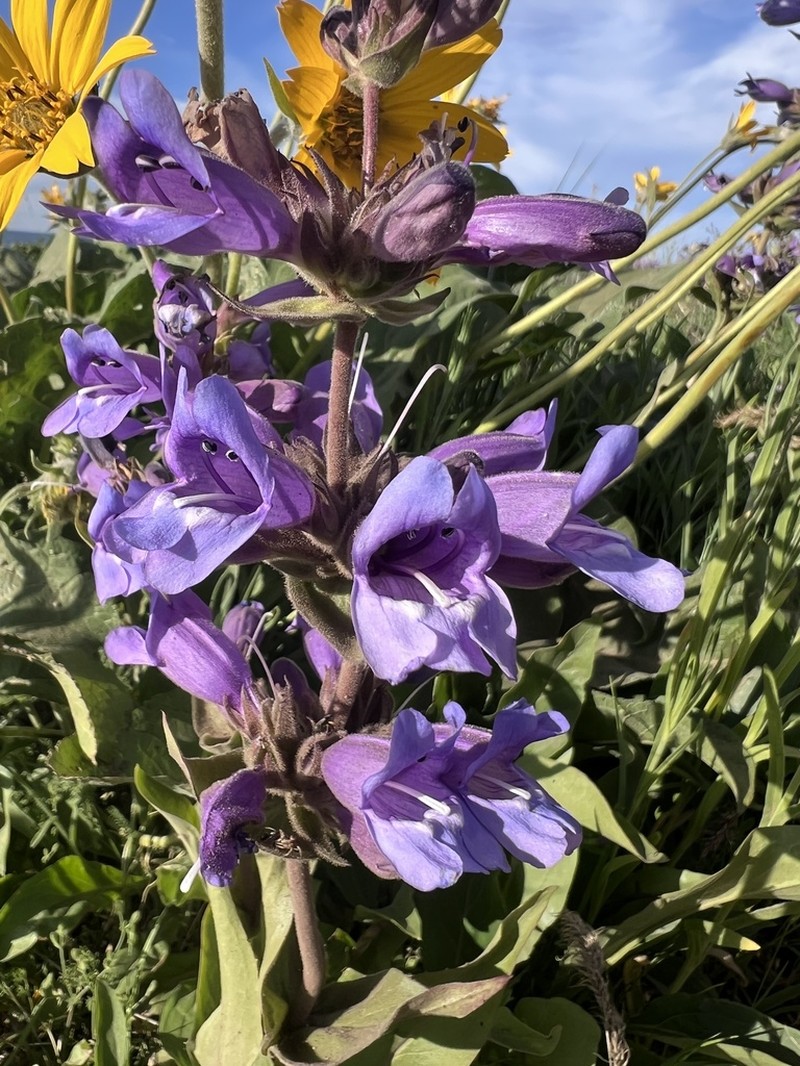 Stickystem Penstemon photo 3