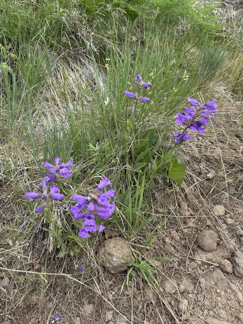 Stickystem Penstemon photo 4