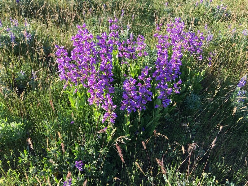 Stickystem Penstemon photo 5