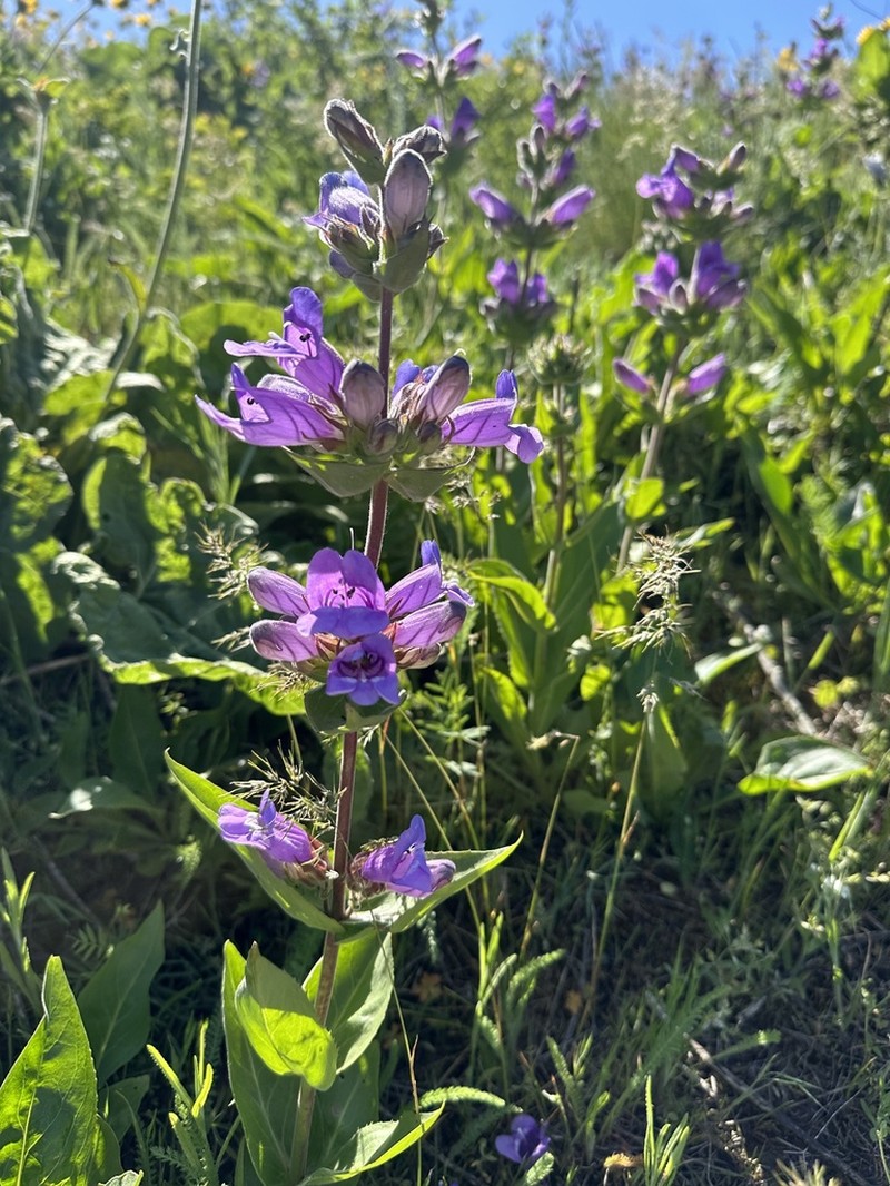Stickystem Penstemon photo 6