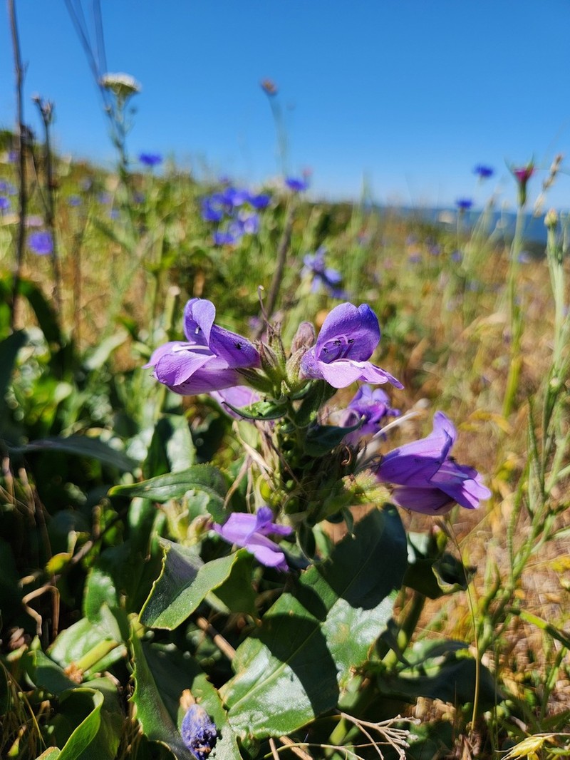 Stickystem Penstemon photo 7