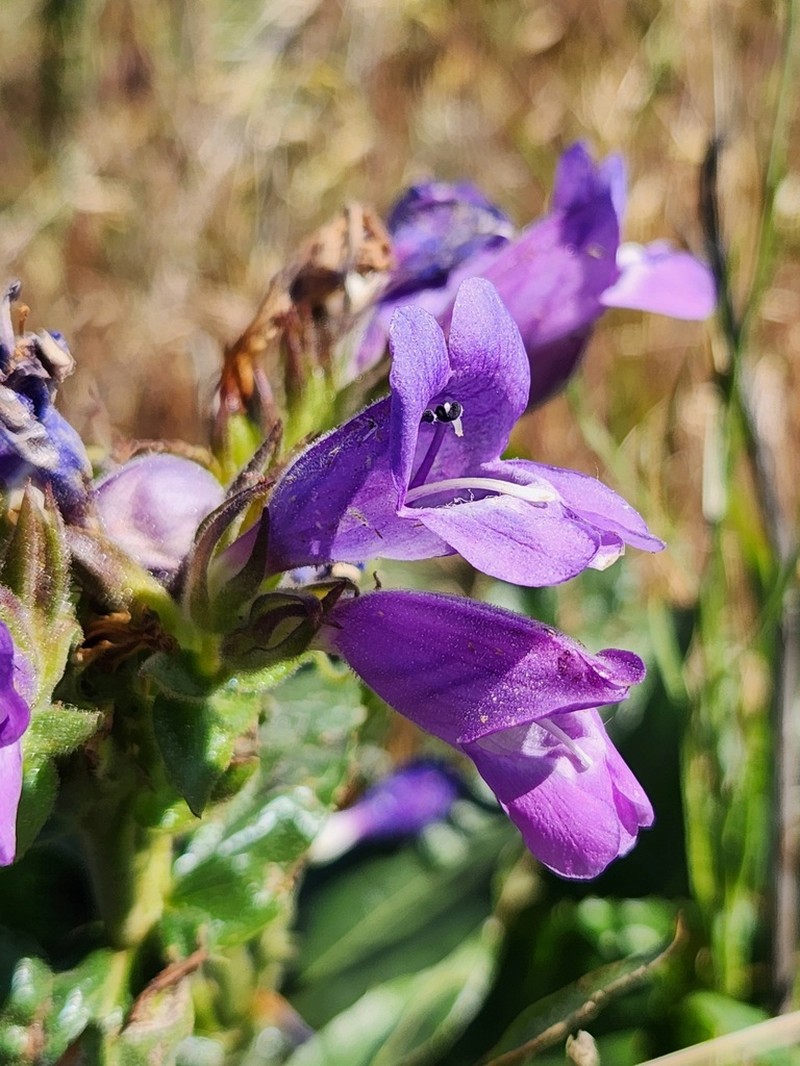 Stickystem Penstemon photo 8