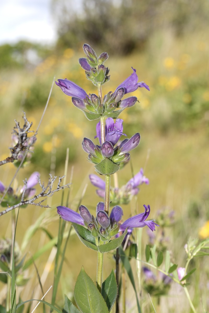 Penstemon glandulosus var. chelanensis