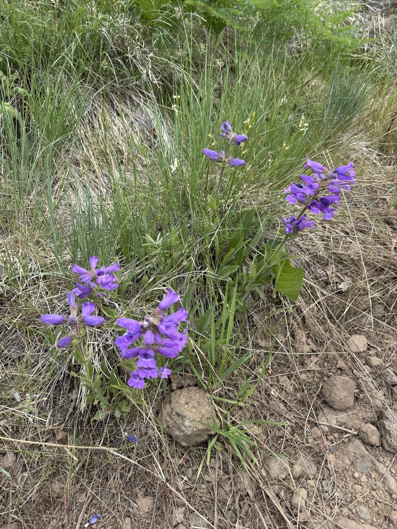 Penstemon glandulosus var. chelanensis photo 2