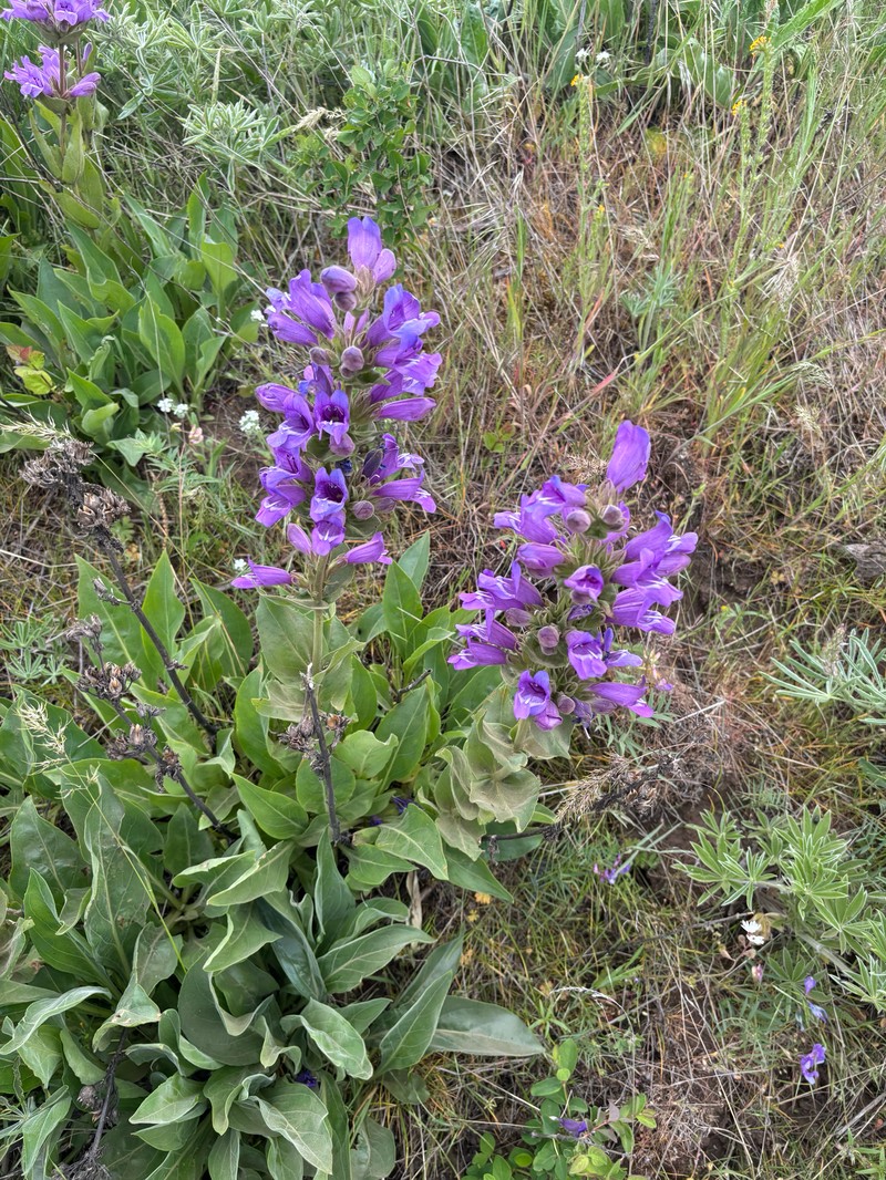 Penstemon glandulosus var. chelanensis photo 3