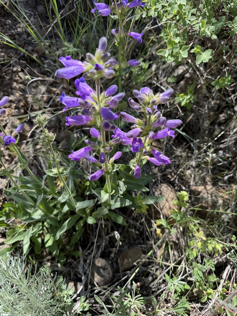 Penstemon glandulosus var. chelanensis photo 4
