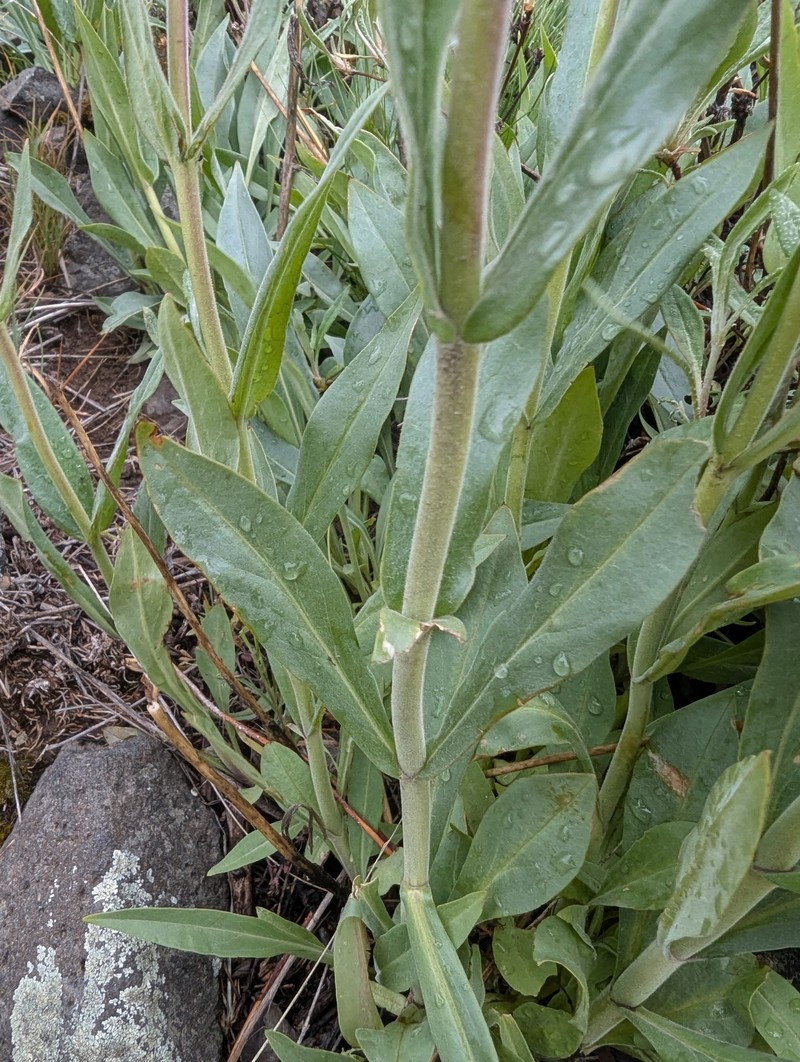 Penstemon glandulosus var. chelanensis photo 5