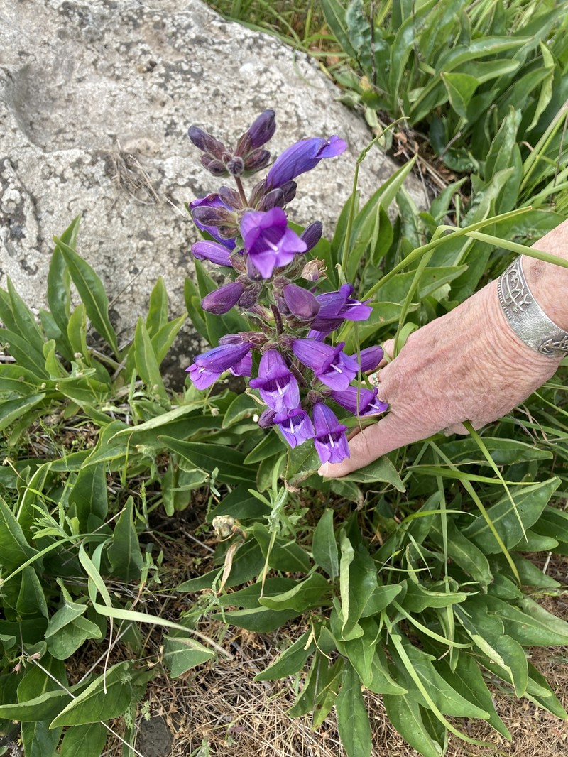 Penstemon glandulosus var. chelanensis photo 6