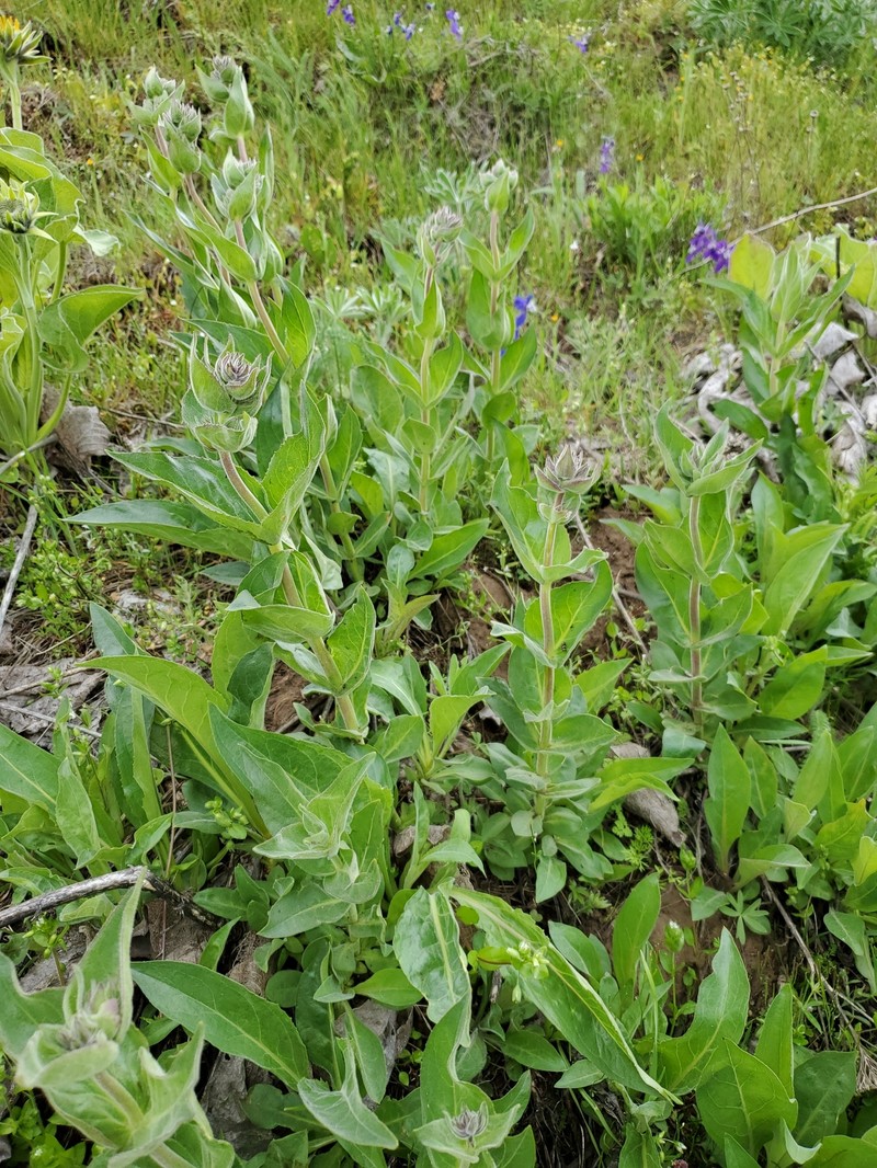 Penstemon glandulosus var. chelanensis photo 7