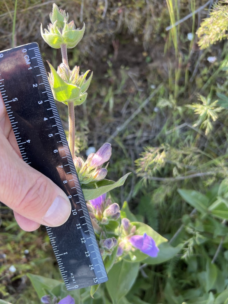 Penstemon glandulosus var. chelanensis photo 8