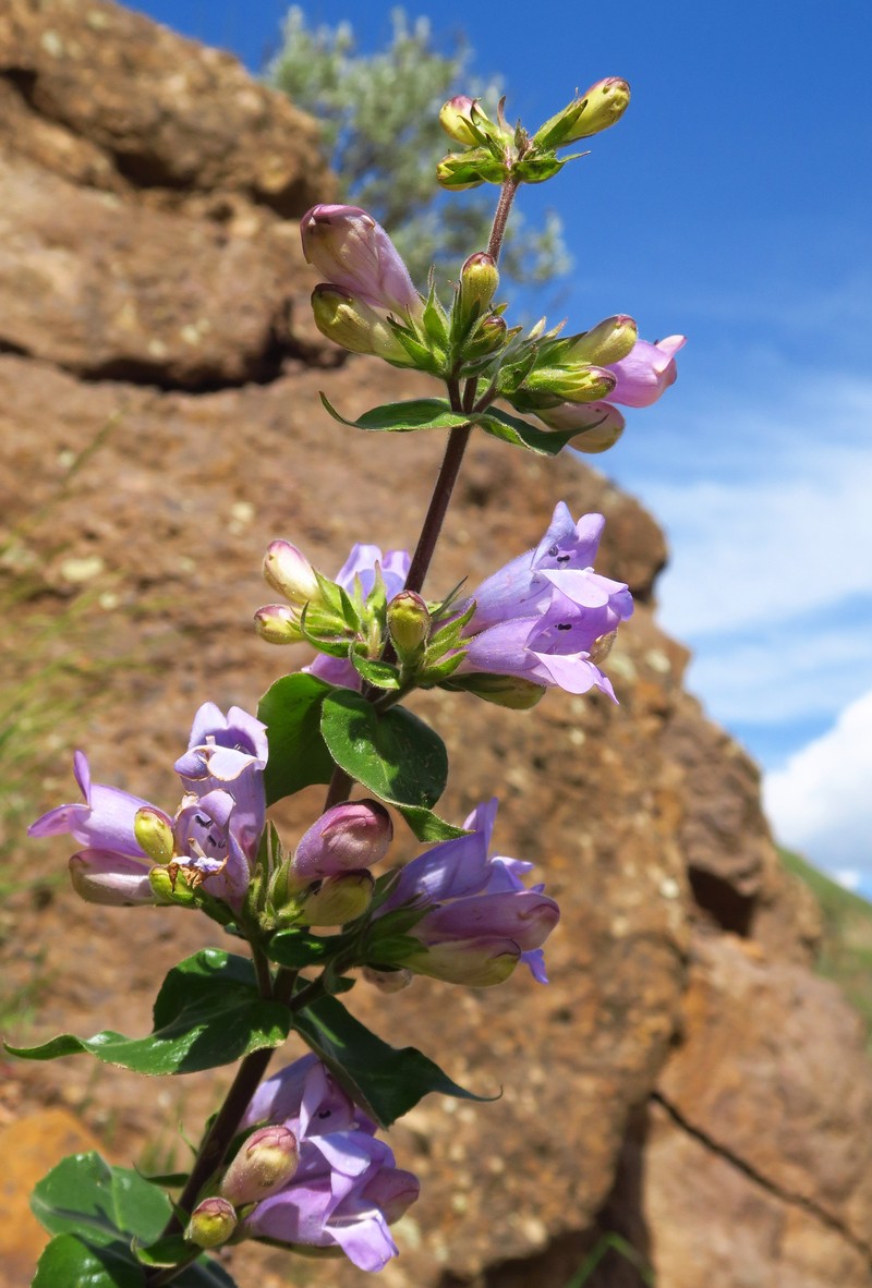 Penstemon glandulosus var. glandulosus