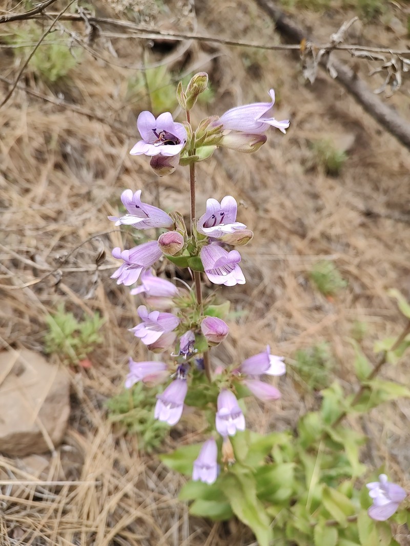 Penstemon glandulosus var. glandulosus photo 2