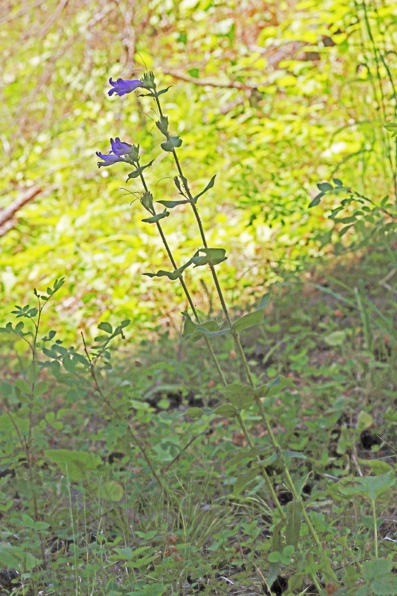 Penstemon glandulosus var. glandulosus photo 3