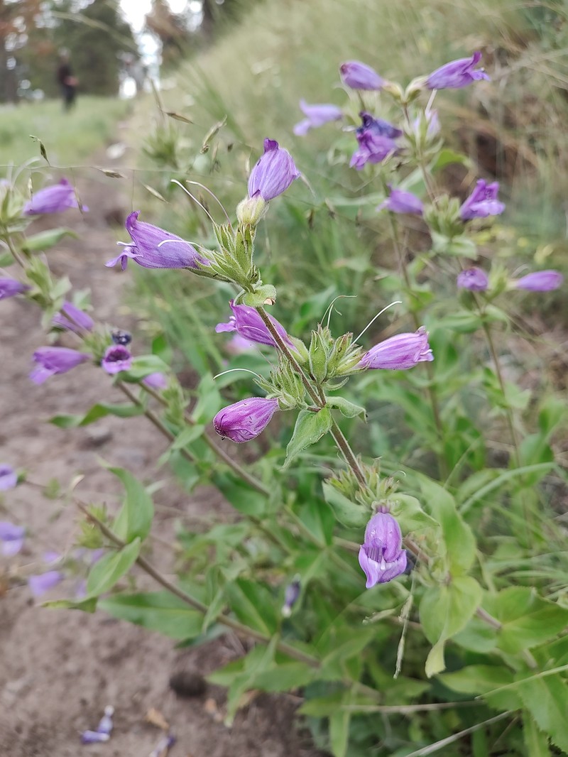 Penstemon glandulosus var. glandulosus photo 4