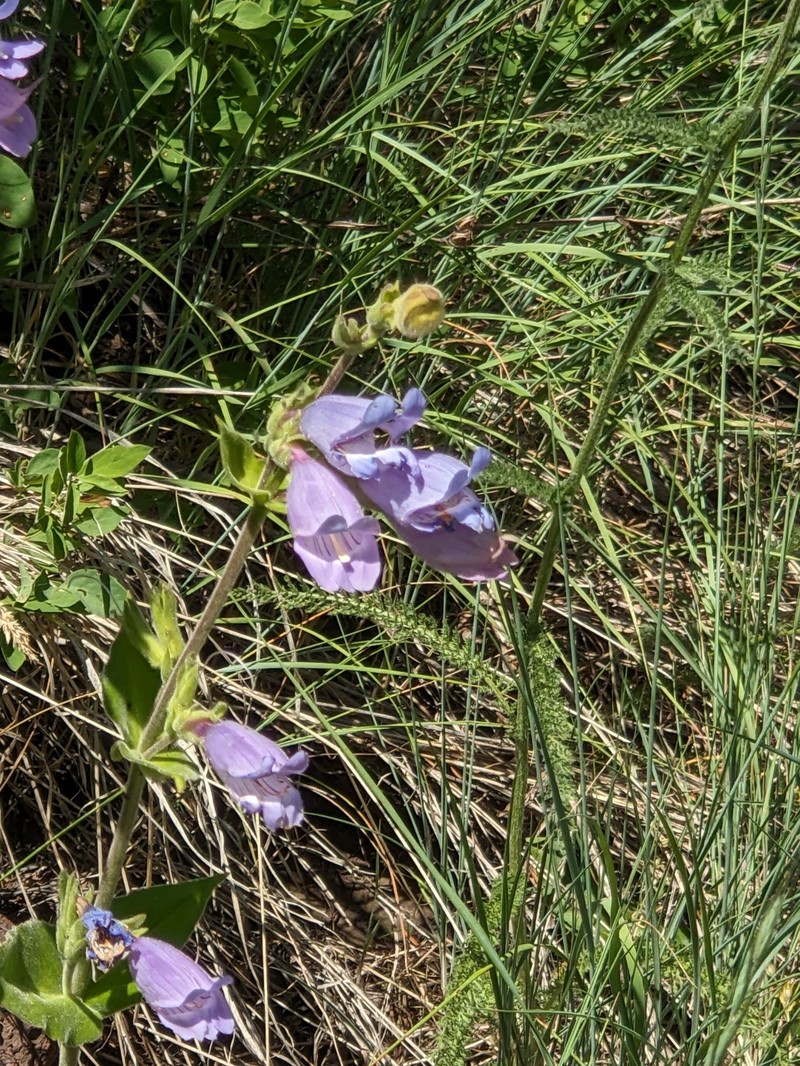 Penstemon glandulosus var. glandulosus photo 5