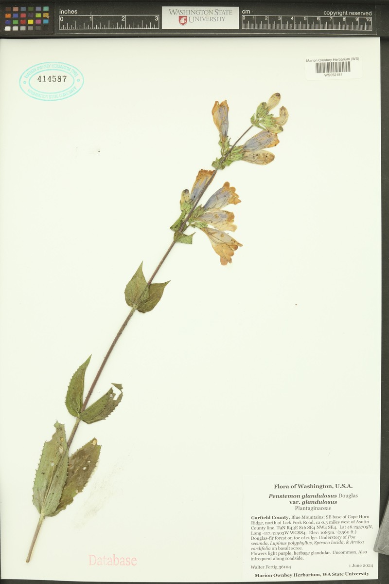 Penstemon glandulosus var. glandulosus photo 6