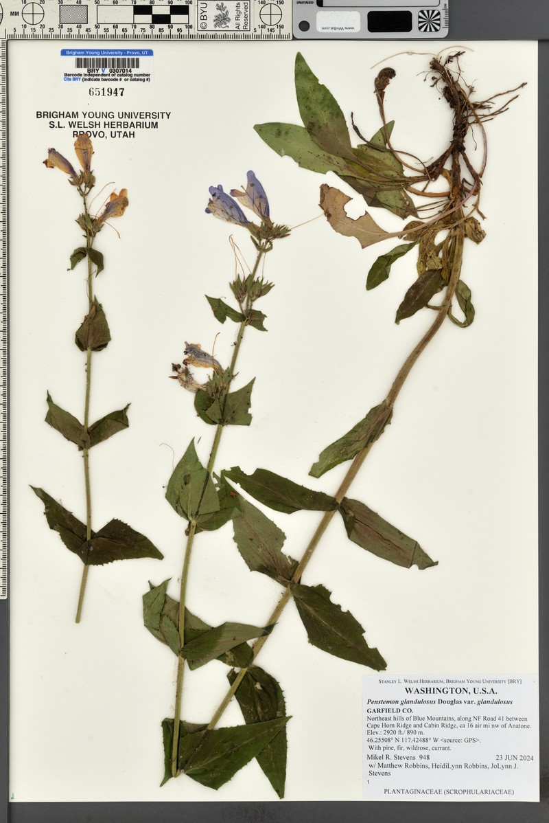 Penstemon glandulosus var. glandulosus photo 7