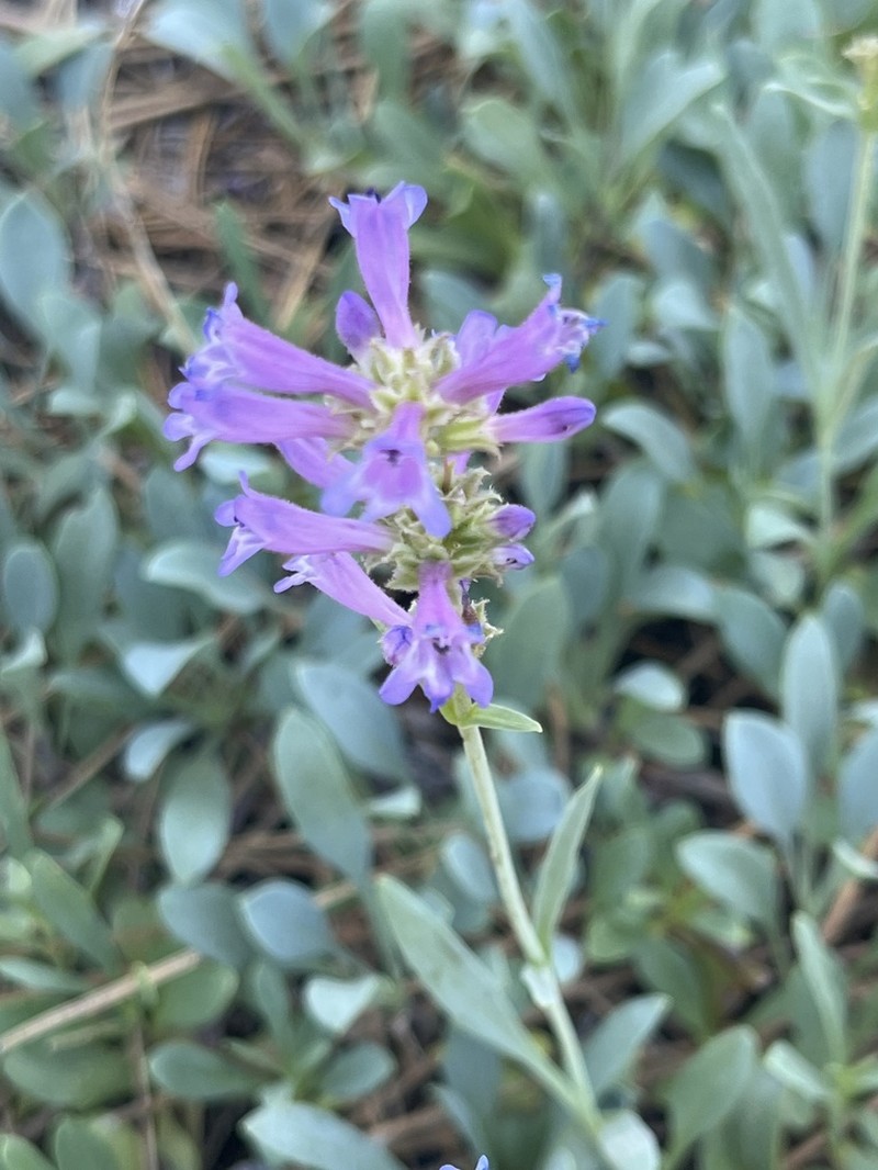 Blueleaf Beardtongue