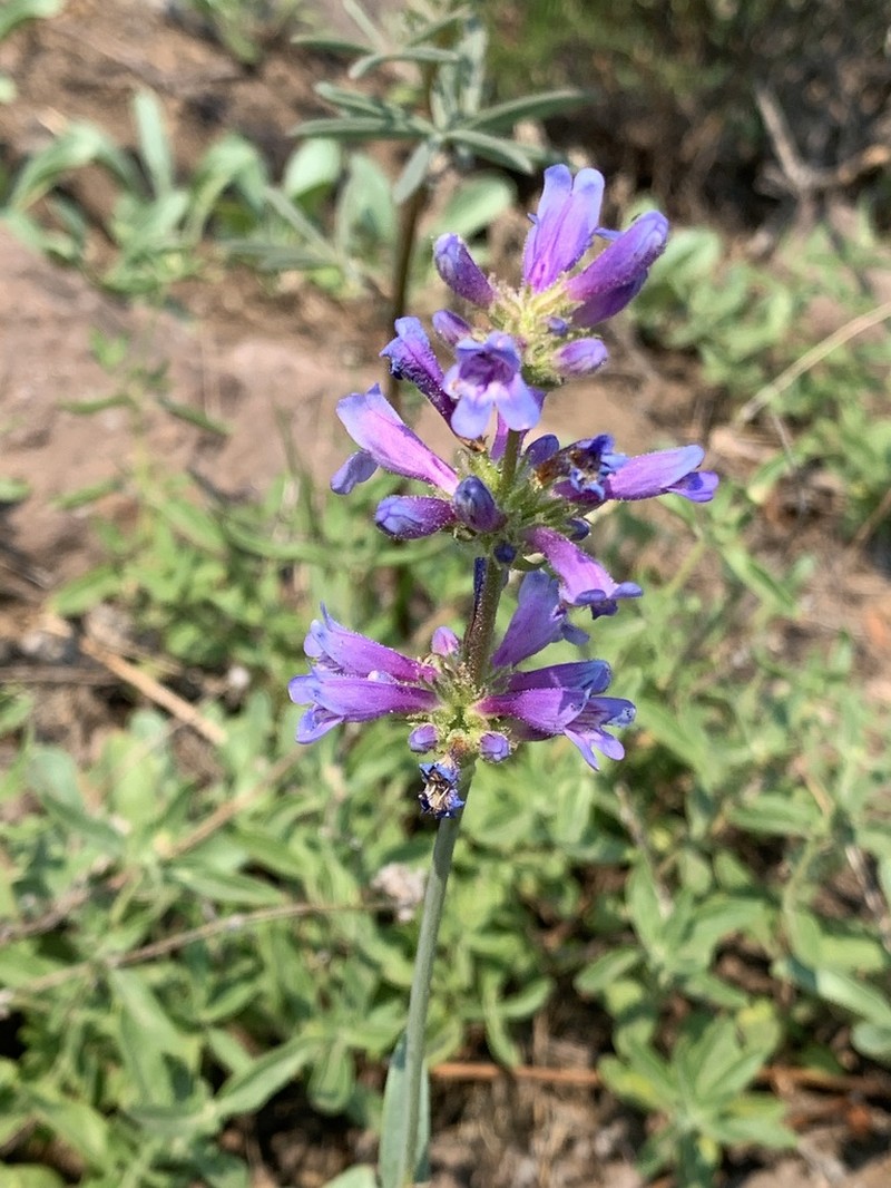 Blueleaf Beardtongue photo 2