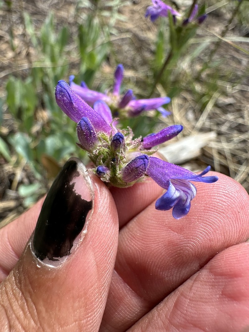 Blueleaf Beardtongue photo 3