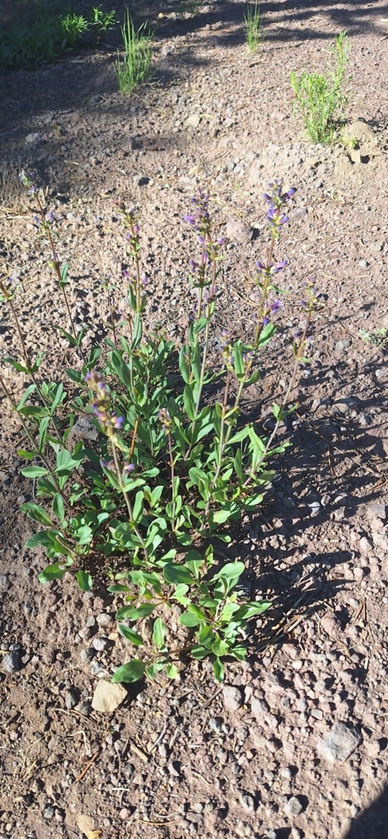 Blueleaf Beardtongue photo 4