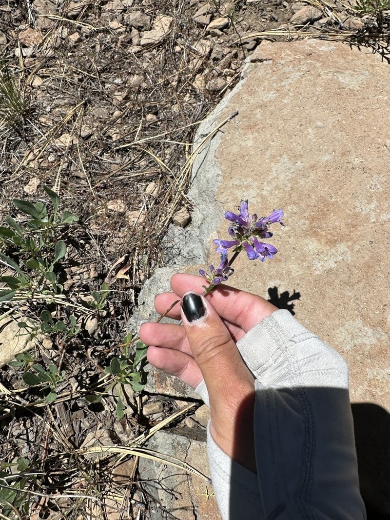Blueleaf Beardtongue photo 5