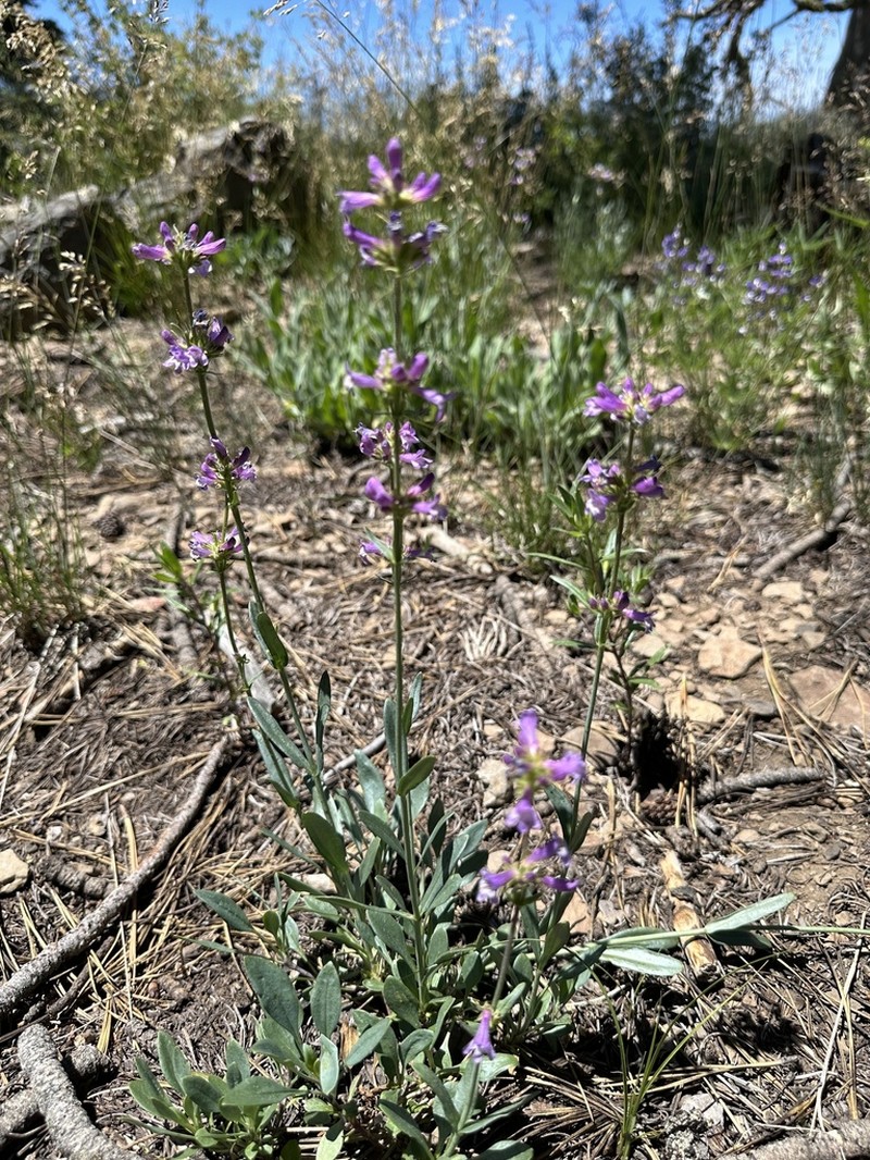 Blueleaf Beardtongue photo 6