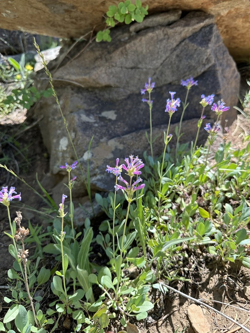 Blueleaf Beardtongue photo 7