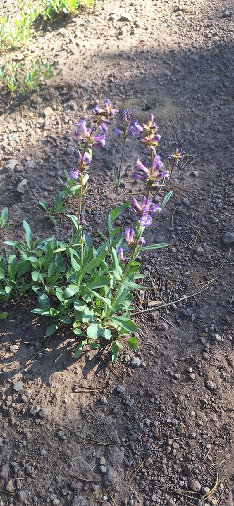 Blueleaf Beardtongue photo 8