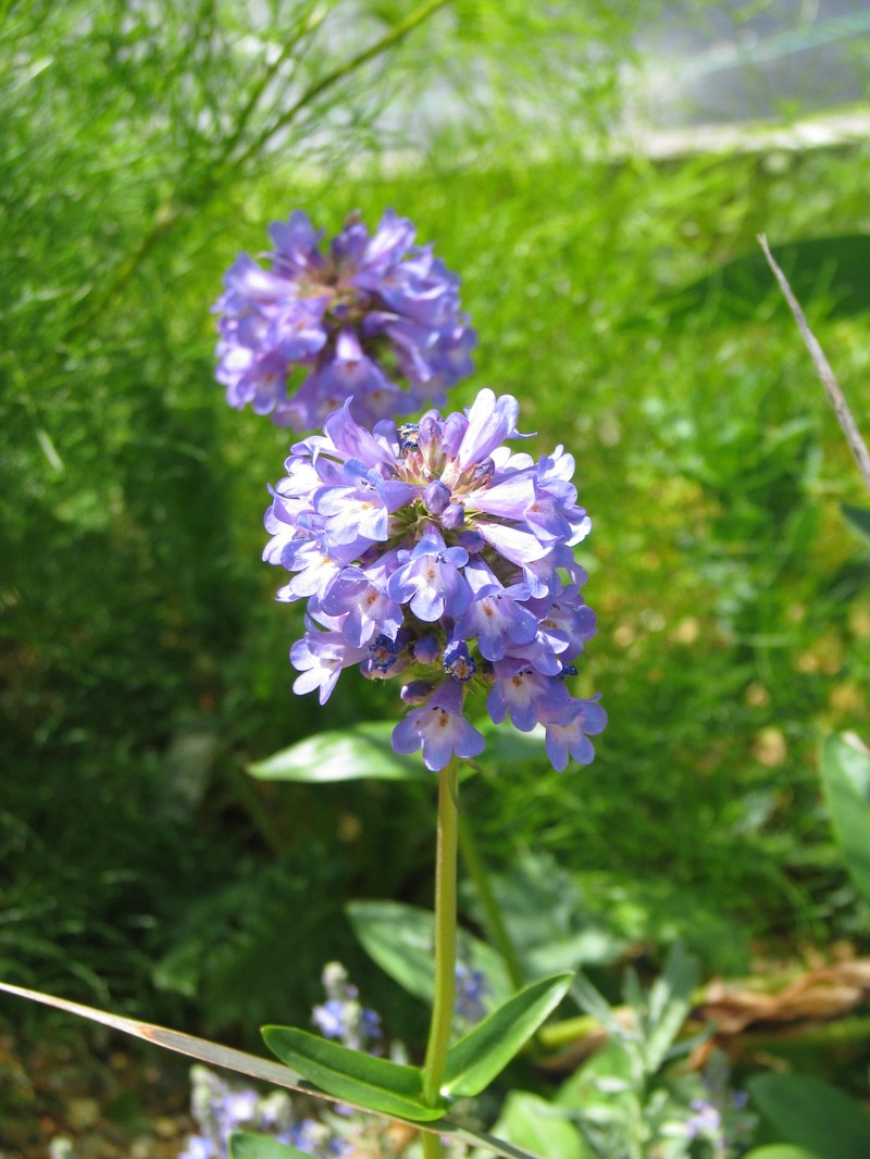 Globe Penstemon