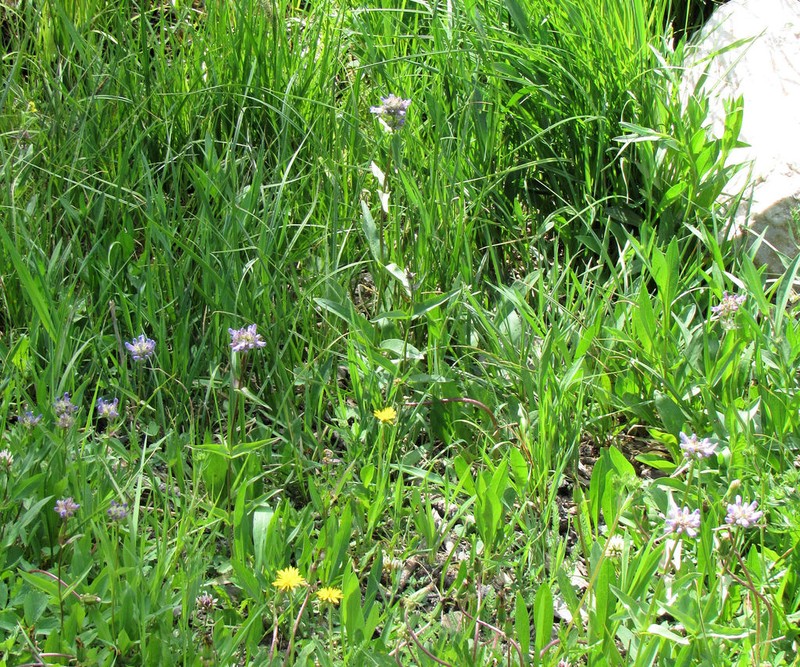 Globe Penstemon