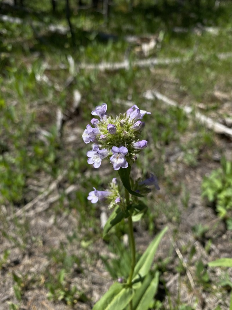Globe Penstemon photo 3