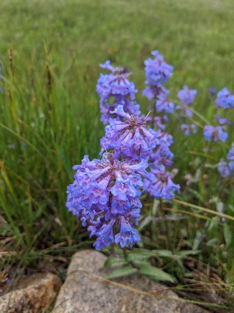 Globe Penstemon photo 4