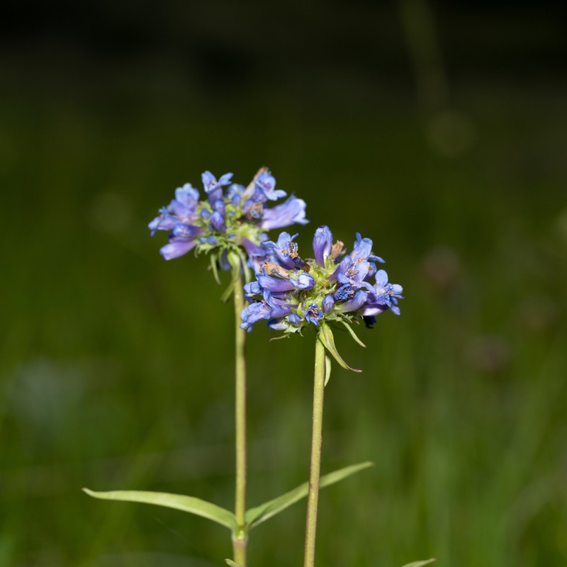 Globe Penstemon photo 6