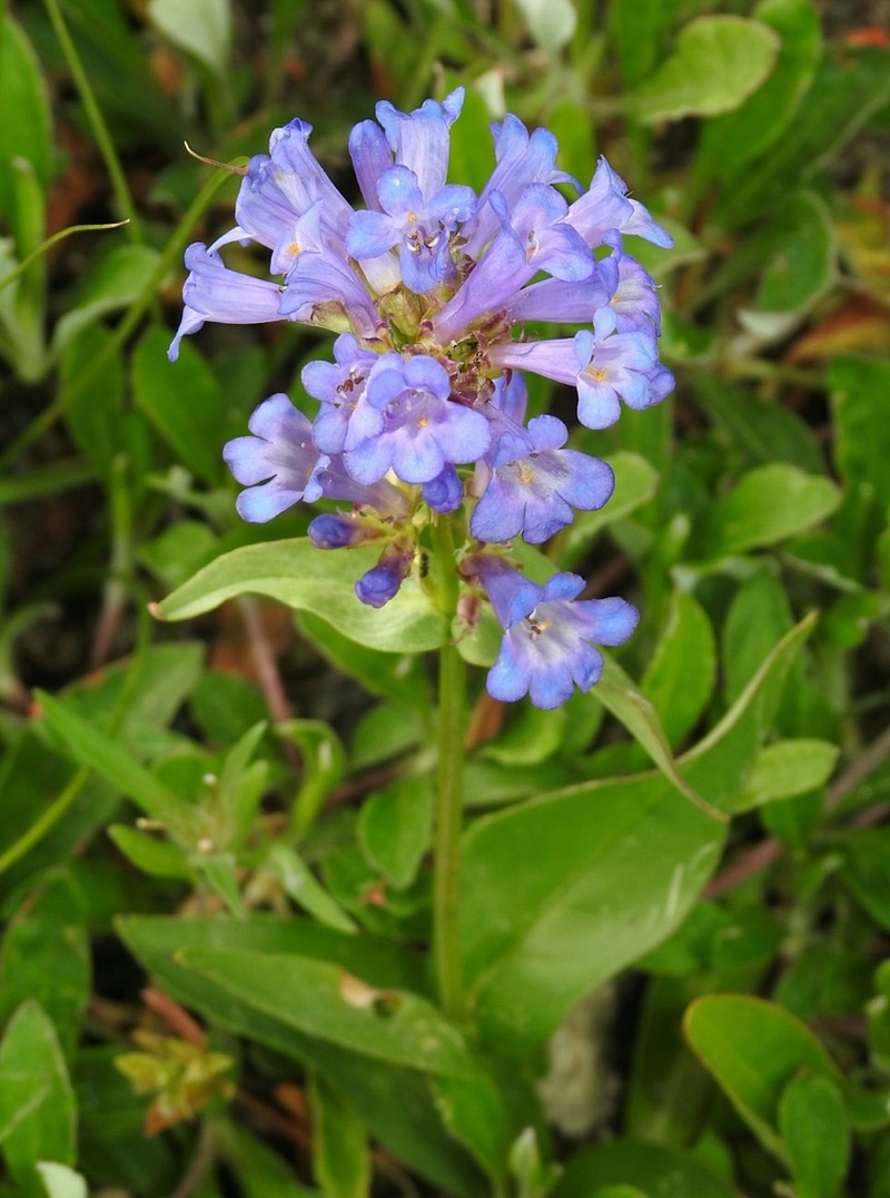 Globe Penstemon photo 7