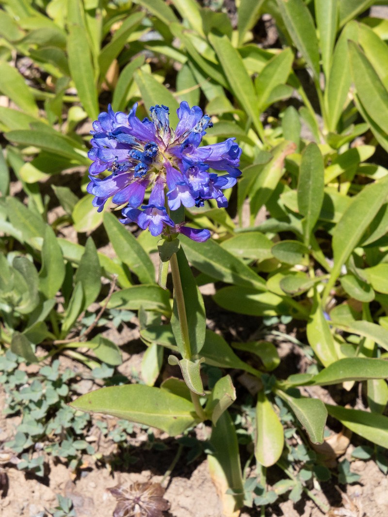 Globe Penstemon photo 8