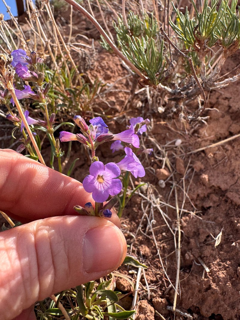 Lapoint Beardtongue