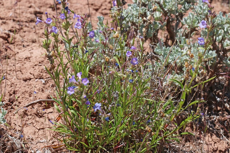 Lapoint Beardtongue photo 2