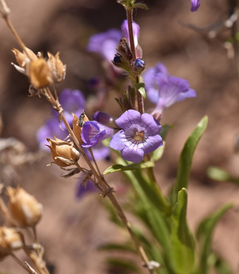 Lapoint Beardtongue photo 3