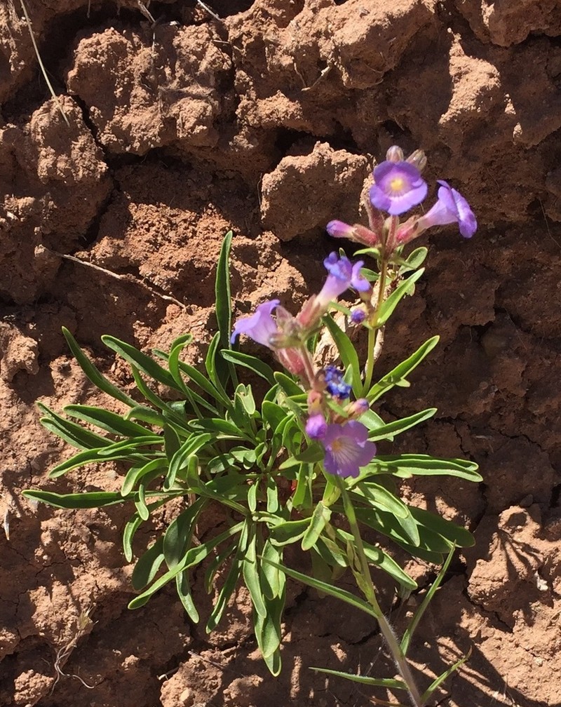 Lapoint Beardtongue photo 4