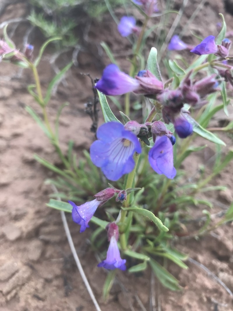 Lapoint Beardtongue photo 5