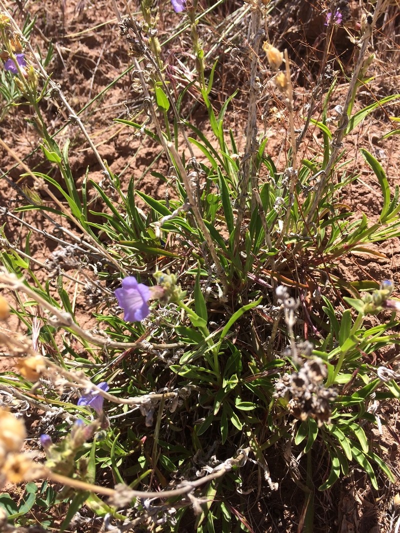 Lapoint Beardtongue photo 6