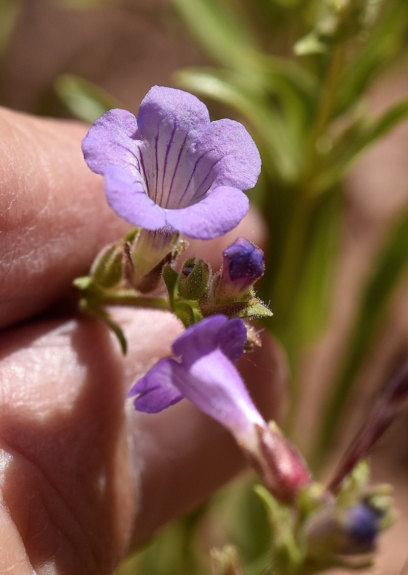 Lapoint Beardtongue photo 7