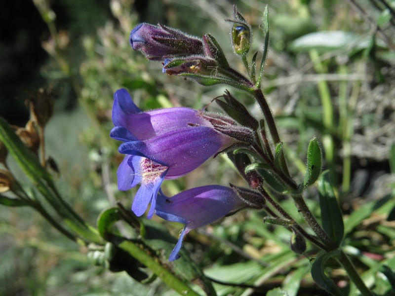 Gorman's Beardtongue