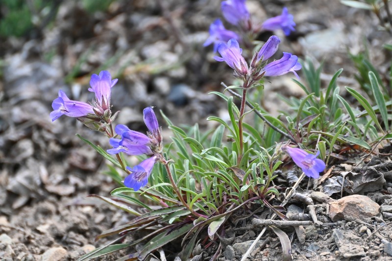 Gorman's Beardtongue
